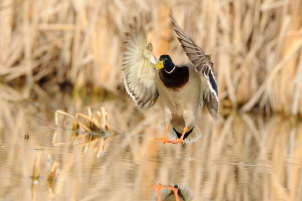 Jagdschulzentrum Köln-Bonn 