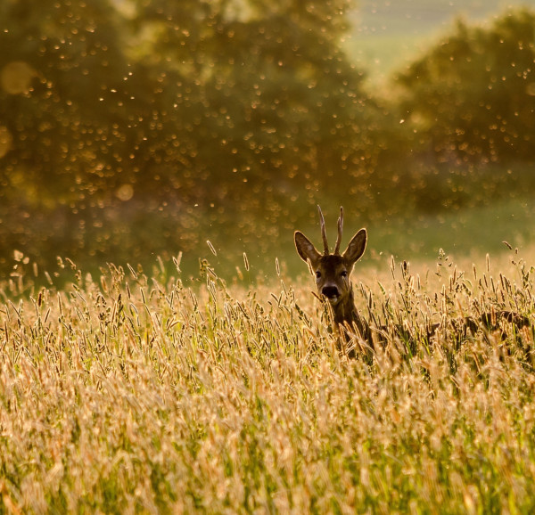 Jagdschulzentrum Köln-Bonn 
