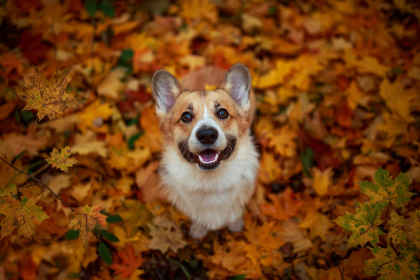 Mit Hund durch den Herbst 