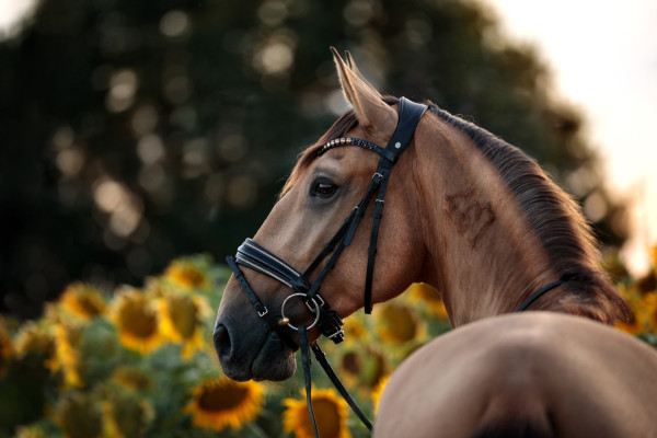 Tierfotografin Denise Heckelmann 