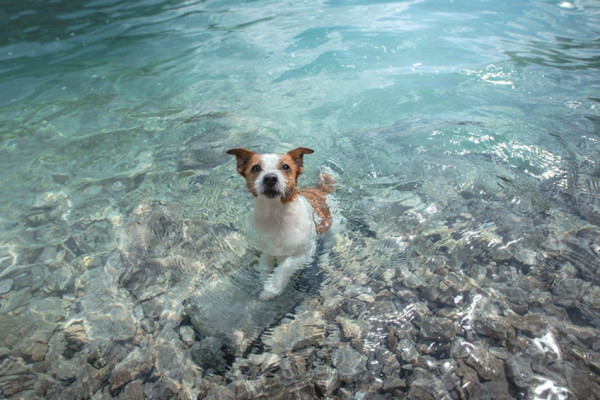 Tierische Abkühlung im Sommer 